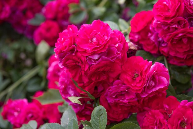Красивый куст красных роз в саду в солнечный день