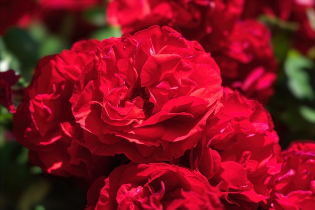 Beautiful red roses bush in summer morning garden