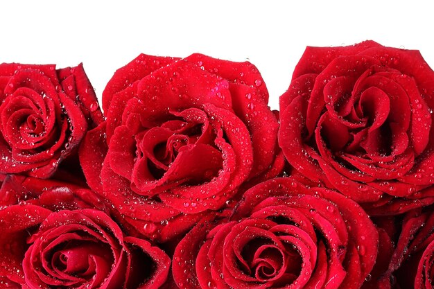 Beautiful red roses closeup