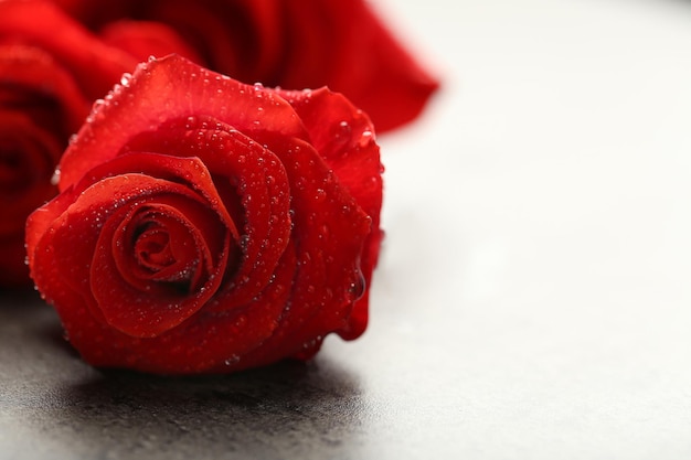 Красивые красные розы на темно-сером фоне