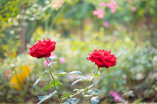 庭に美しい赤いバラの花