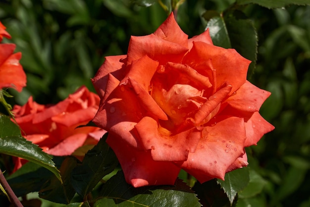 Belle rose rosse in giardino dopo la pioggia