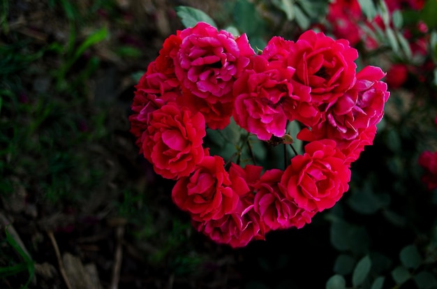 Красивые красные розы в саду. Сердце из роз.