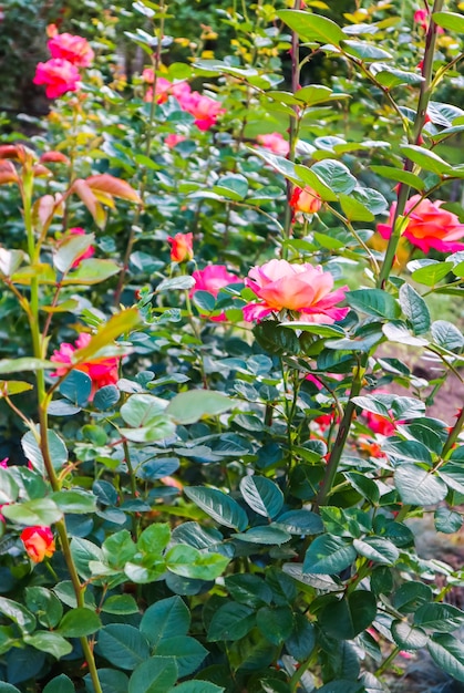 Beautiful red roses in the garden in sunny day