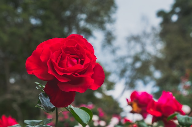 Belle rose rosse in giardino