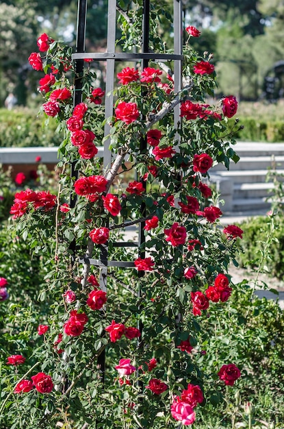 사진 정원 여름 배경에 꽃이 만발한 아름다운 빨간 장미