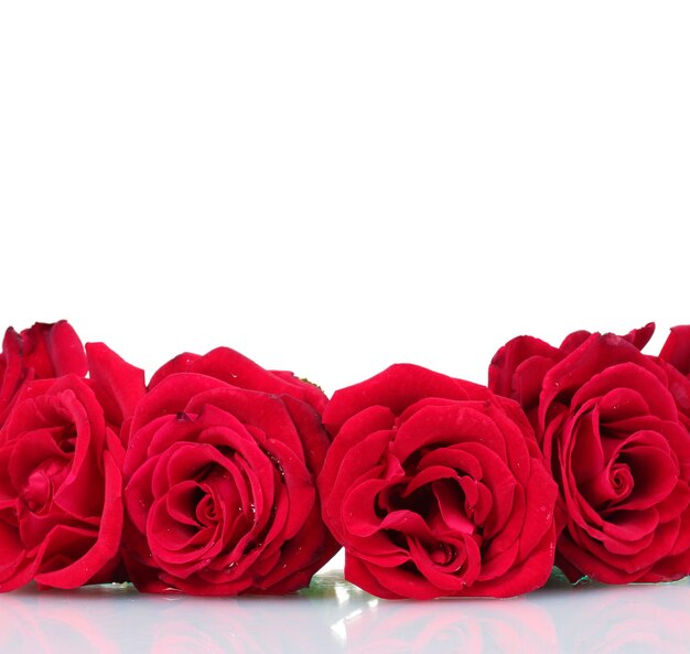 Красивые красные розы, изолированные на белом фоне