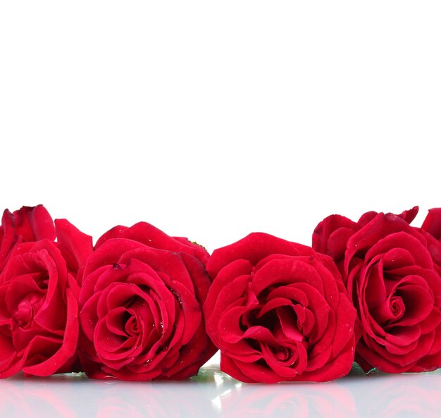 Beautiful red roses isolated on white