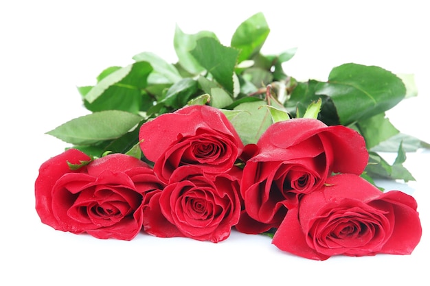 Beautiful red roses isolated on white