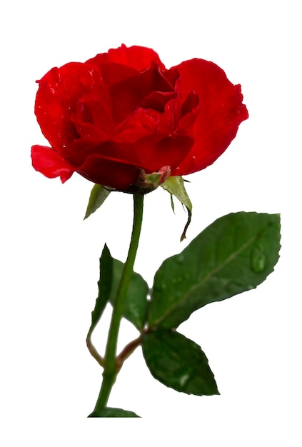 Beautiful red roses isolated with clipping paths on a white background