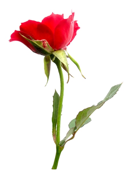 흰색 배경에 클리핑 패스가 있는 아름다운 빨간 장미