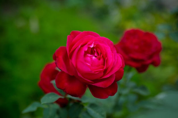 Beautiful red roses in spring garden