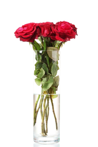 Beautiful red roses in a vase isolated on white