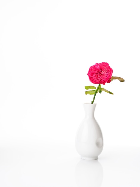 Beautiful red roses in white vase on white