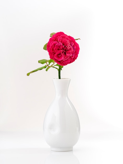 Beautiful red roses in white vase on white