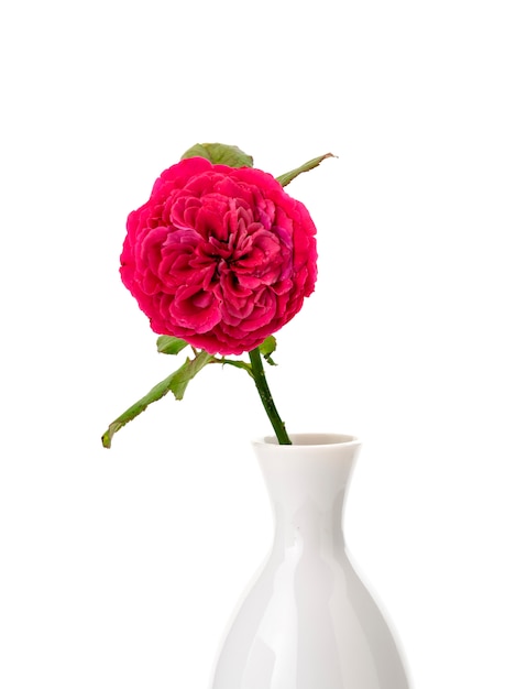 Beautiful red roses in white vase on white