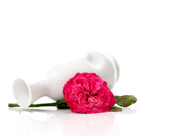 Beautiful red roses in white vase on white