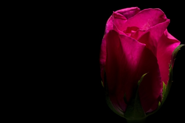 Beautiful red roses