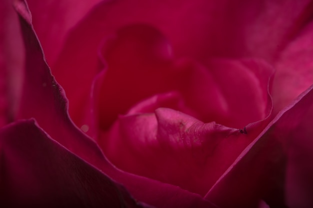 Beautiful red roses