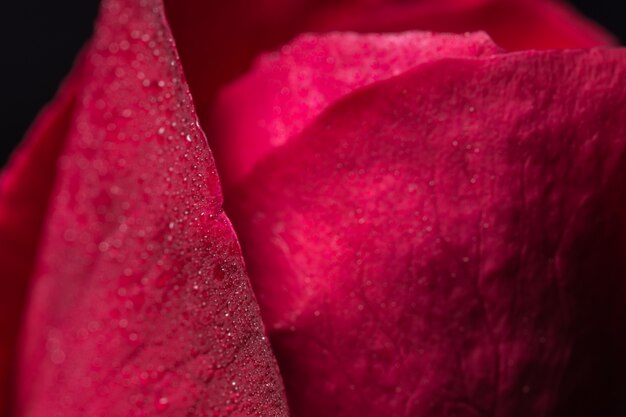 Beautiful red roses