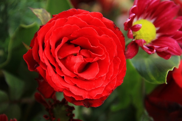 beautiful red roses