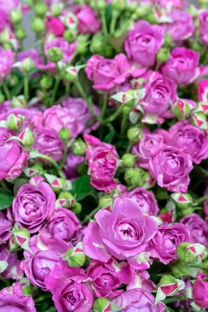 Beautiful red roses.