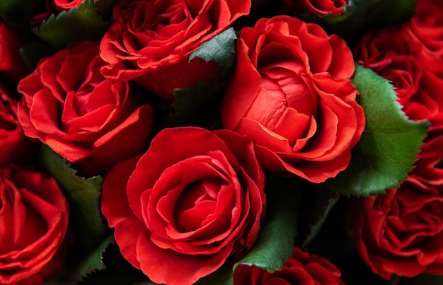 Belle rose rosse