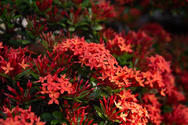 美しい赤いスパイクの花。キング イクソラ (イクソラ キネンシス) が咲いています。アカネ科の花。イクソラの花。