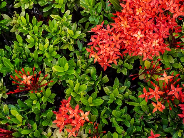 Beautiful red spike flower with green leaves background