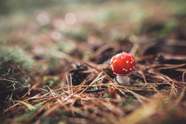 В осеннем лесу растет красивый красный пятнистый гриб мухомора