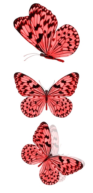 Красивые красные тропические бабочки, изолированные на белом фоне. мотыльки для дизайна