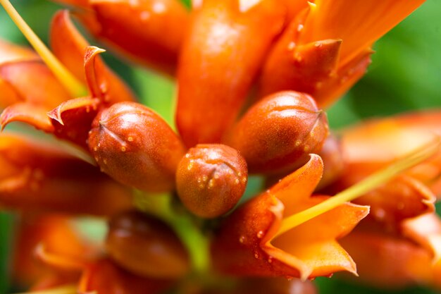 写真 美しい赤い熱帯の花が近づく 抽象的な花の背景に柔らかい焦点が付いている