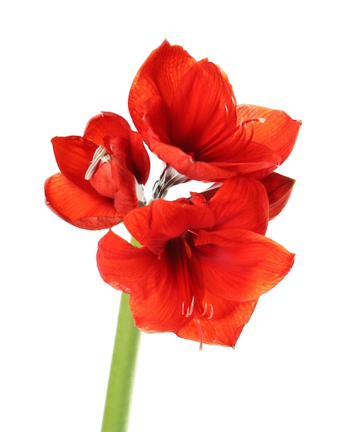 Beautiful red tropical flowers isolated on white