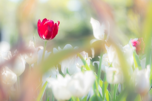 Bello tulipano rosso intorno ai tulipani bianchi.