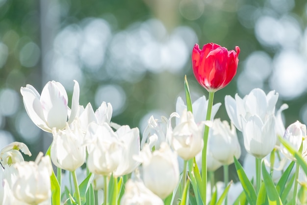 Beautiful red tulip in around white tulips. 