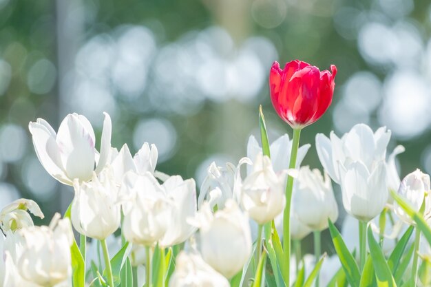 Photo beautiful red tulip in around white tulips. 