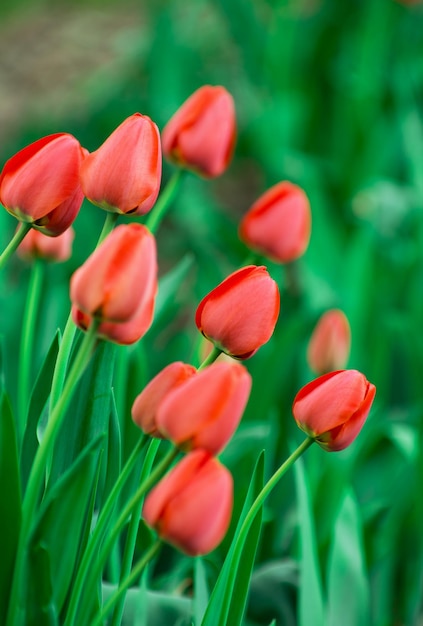 Beautiful red tulip background