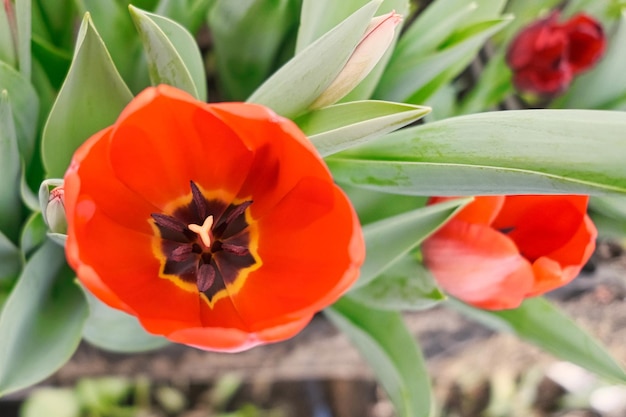 Photo beautiful red tulip closeup in a greenhouse