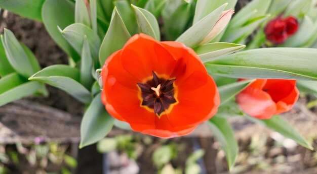 Foto bellissimo close-up del tulipano rosso in una serra