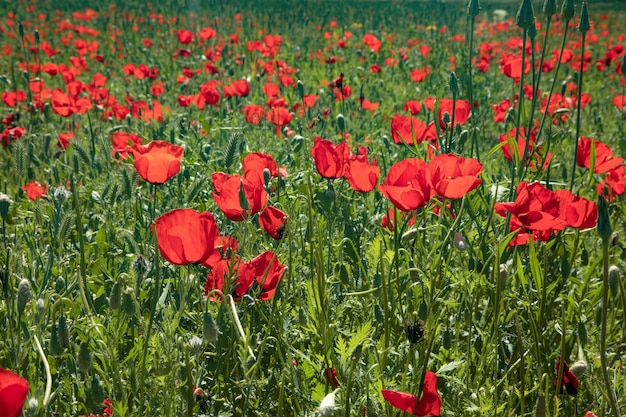 The beautiful and red tulip field