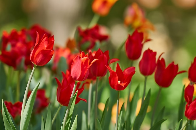 Красивые красные поля тюльпана весной.