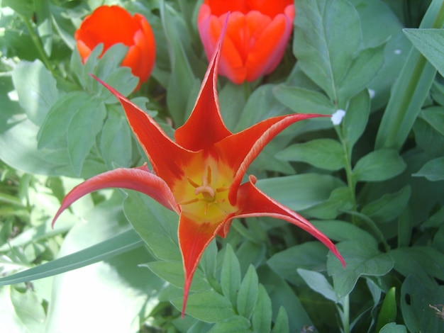 Beautiful red tulip flower photo