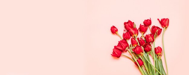 Beautiful red tulip flowers