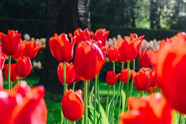 Foto bellissimo sfondo di primavera tulipano rosso tulip banner o intestazione fiori primaverili che sbocciano sotto il sole all'esterno