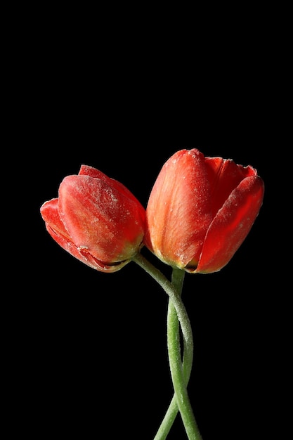 Beautiful red tulips on dark background