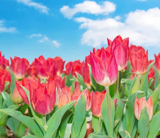 Beautiful red tulips in flower pot in garden