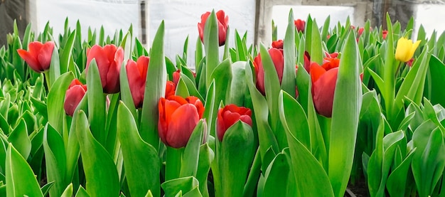 beautiful red tulips in a greenhouse side view