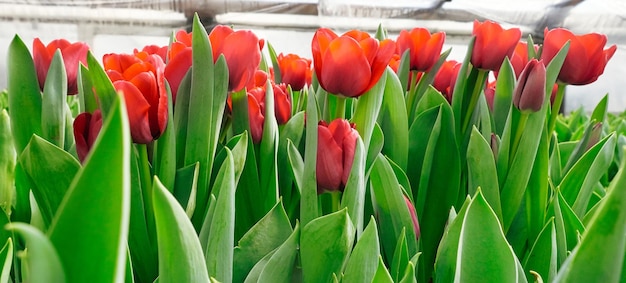 Foto bellissimi tulipani rossi in una vista laterale della serra