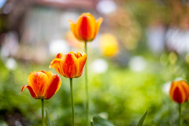 beautiful red tulips grow on a flower bed outdoors
