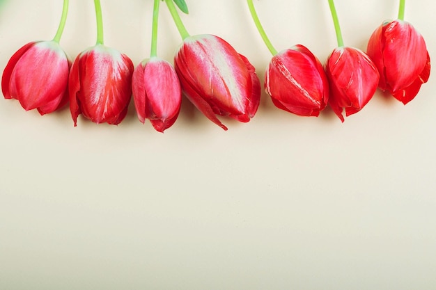 Beautiful red tulips lie on a light background